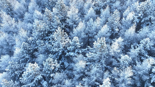 寒冬山林雪林雪冬雾凇丛林树挂视频