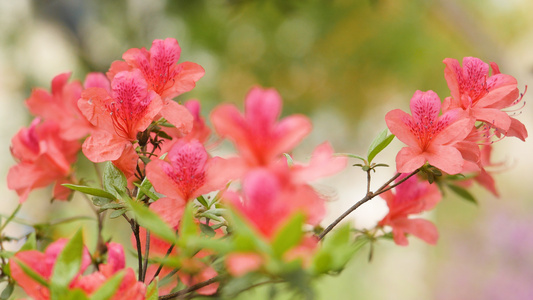 唯美粉红杜鹃花实拍视频素材视频