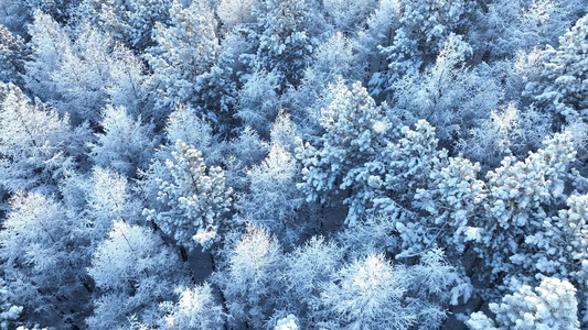 大兴安岭寒冬雪松雪林雪景视频