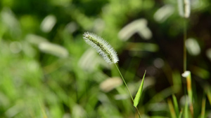 随风要白的狗尾草4K47秒视频