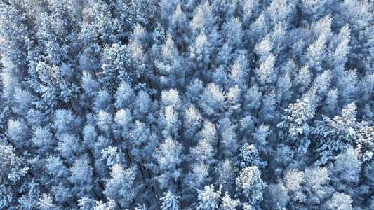 大兴安岭寒冬雪松雪林雪景视频