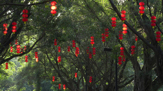 春节树上悬挂灯笼实拍视频