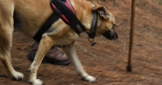 在森林里遛狗视频