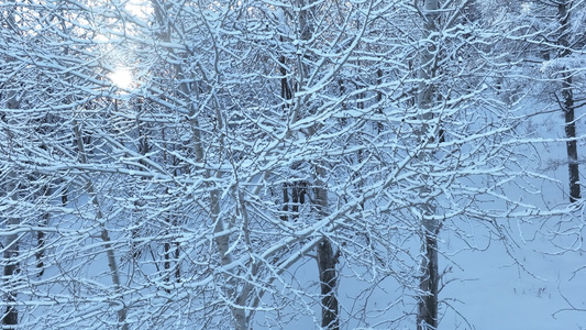 冬季山林杨树林树挂雪松树枝挂雪视频