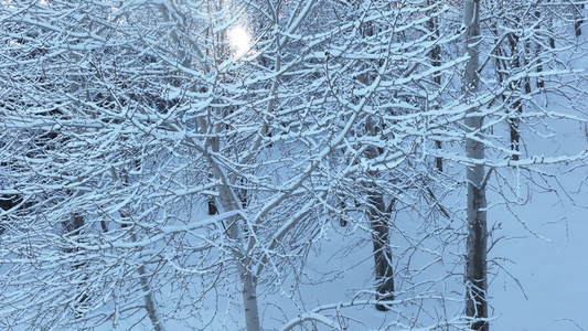 冬季山林杨树林树挂雪松树枝挂雪视频