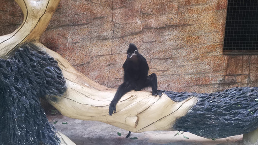 动物园猴子视频