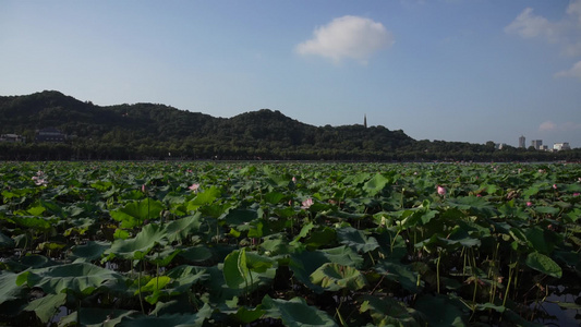 杭州西湖风景区4K风光视频视频