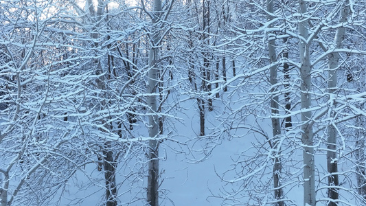 冬季山林杨树林树挂雪松树枝挂雪视频