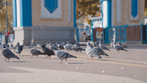 4K升格喀赞其民俗旅游区大门的鸽子17秒视频