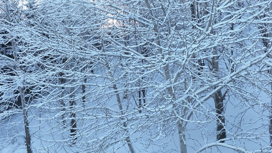 寒冬山林雪林雪冬雾凇丛林树挂视频