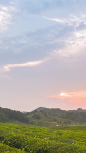 夕阳延时春茶山坡视频