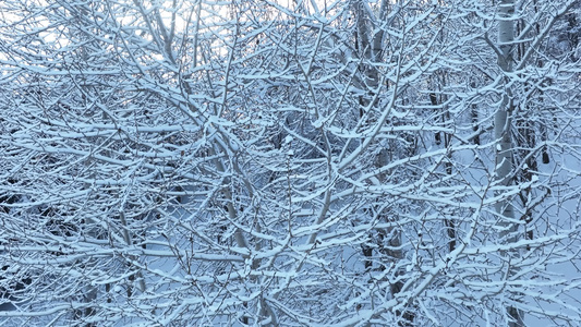 冬季山林杨树林树挂雪松树枝挂雪视频