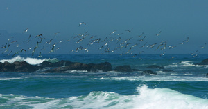 海浪上的海鸥群28秒视频
