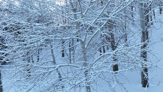 冬季山林杨树林树挂雪松树枝挂雪视频