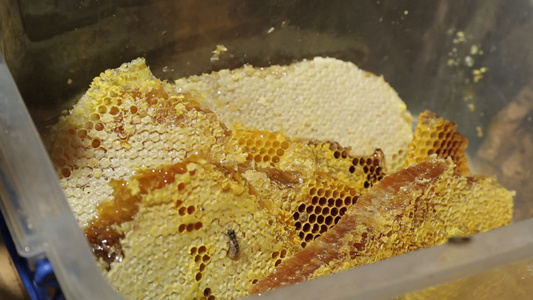 野生新鲜蜂蜜蜂巢特写视频
