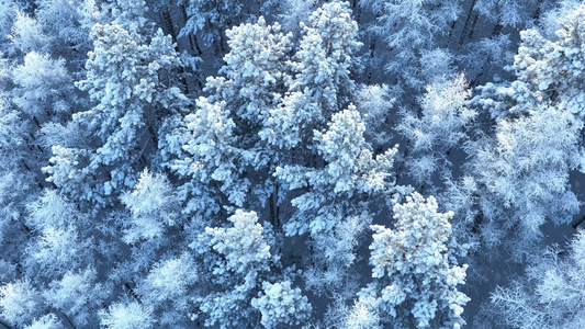 大兴安岭寒冬雪松雪林雪景视频