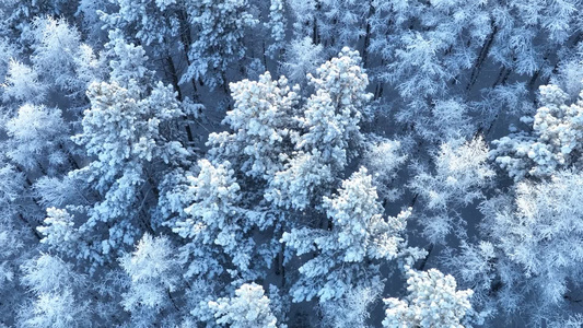 寒冬山林雪林雪冬雾凇丛林树挂视频