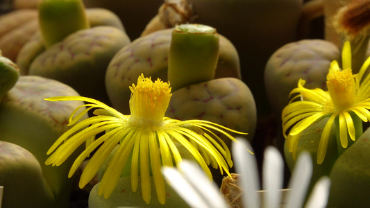 使用非洲植物一朵花的刷子授粉(lithops sp.)视频