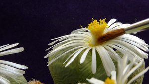 非洲植物一朵花的刷子授粉23秒视频