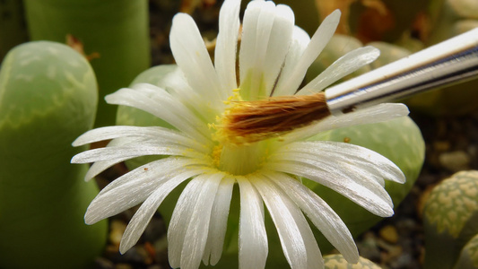 使用非洲植物一朵花的刷子授粉视频