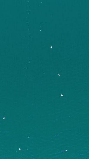 丽江泸沽湖旅游休闲船上喂海鸥 23秒视频