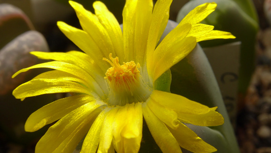 使用非洲植物一朵花的刷子授粉(lithops sp.)视频