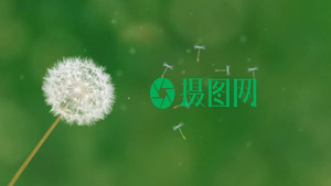 唯美蒲公英飞舞logo展示片头会声会影X10模板11秒视频