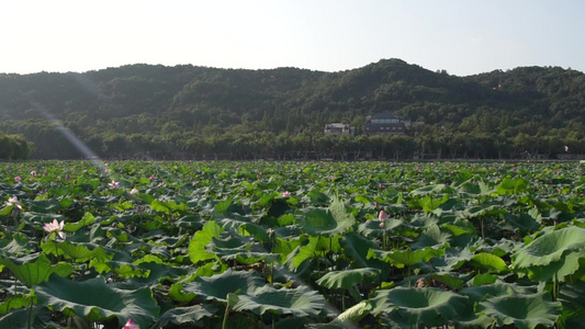 杭州西湖风景区4K风光视频视频