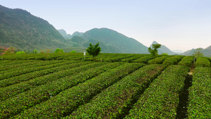 春天茶园茶山茶树风光农业视频37秒视频