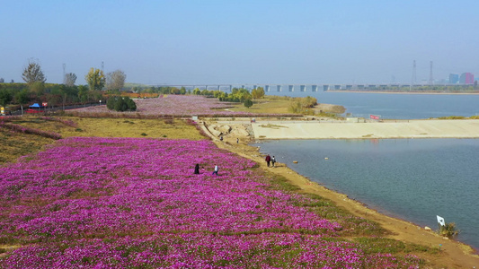 4K航拍河畔花海视频