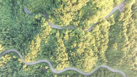 绿色植物森林中蜿蜒山路俯拍视频视频
