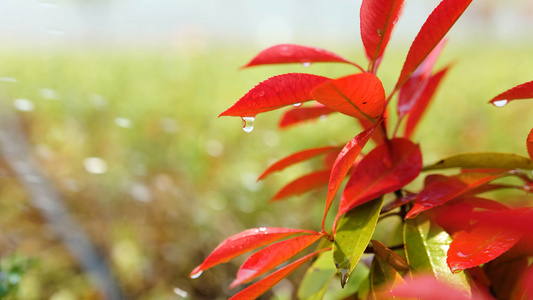 微风吹植物视频