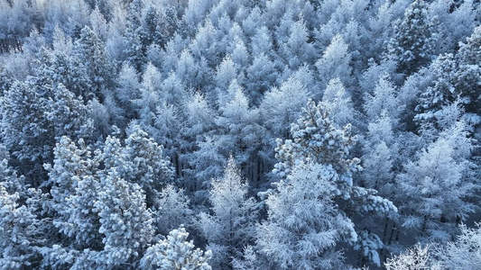 大兴安岭寒冬雪松雪林雪景视频