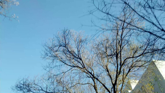 4K拍摄秋天的树视频