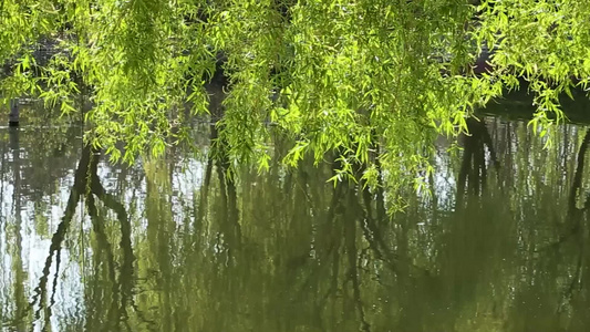 湖畔垂柳视频