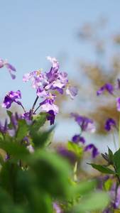 春天鲜花盛开时节实拍视频