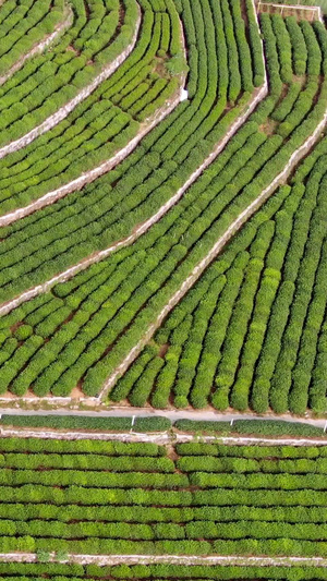 航拍茶园种植基地春茶节19秒视频