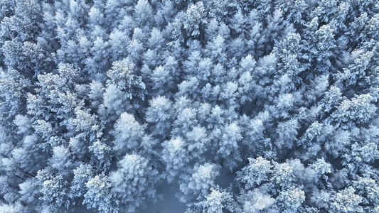 大兴安岭寒冬雪松雪林雪景视频