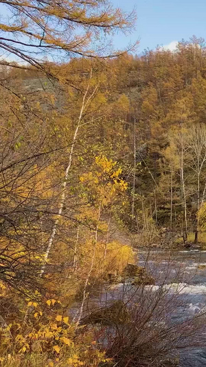 内蒙古阿尔山景区石塘林实拍视频合集5A景区47秒视频