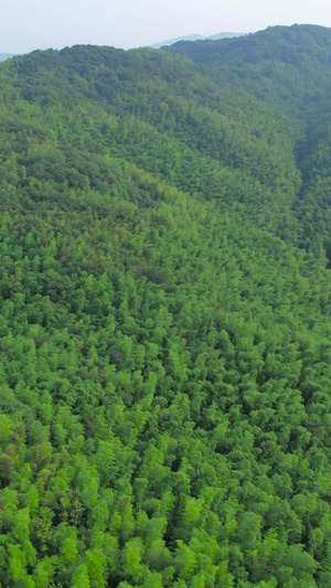 航拍南京江宁石塘竹海风景区40秒视频