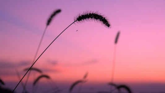 夕阳西下的毛毛虫视频