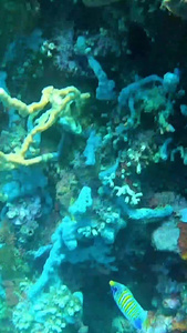 海底世界色彩斑斓的视频