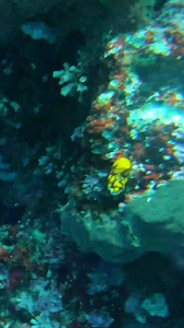 海底世界水环境视频