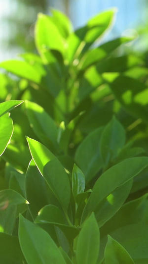 绿色的灌木生机勃勃34秒视频