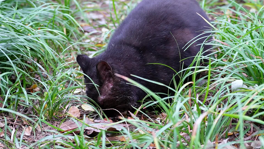 流浪猫小猫野猫猫咪视频