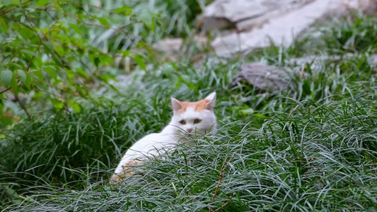 流浪猫小猫野猫猫咪视频