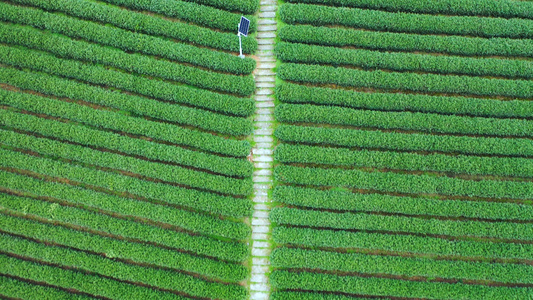 4K多角度航拍俯拍茶叶种植园茶树视频