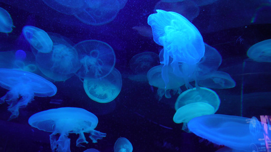 瘤手水母海底世界深海水母视频