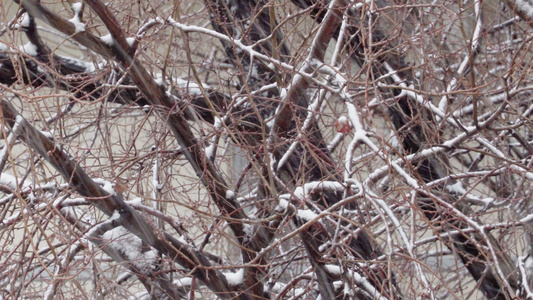雪落在裸露的树枝上,从风中大摇大摆视频