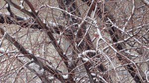 雪落在光秃的树枝上18秒视频